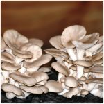 champignons-Bernazay